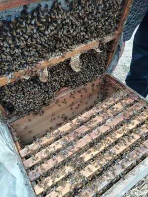 中蜂人工分蜂成功多少「中蜂的人工分蜂」