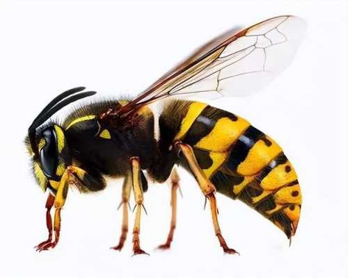 蜂有多少种品种,蜂有多少种品种图片 