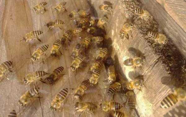 中蜂秋季怎么繁殖越冬蜂,中蜂秋冬季管理 