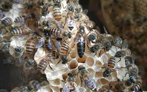 中蜂最大群势是多大 最强势的中蜂群能有多少脾