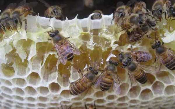 三脾蜂发展到七脾蜂-三脾蜂秋繁能有多少越冬蜂