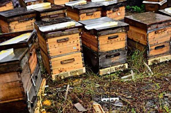 一箱蜂能放多少浆台_一桶蜂箱能产多少蜂蜜
