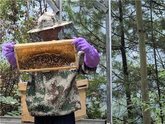 野蜜蜂怎么养殖_养野蜜蜂的技巧和方法