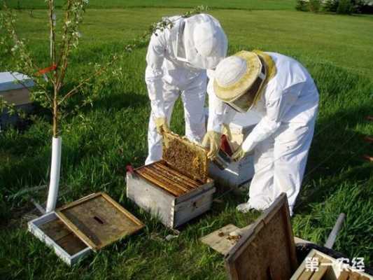 怎么养蜜蜂和收蜂蜜家（新手怎么养蜜蜂和收蜂蜜）