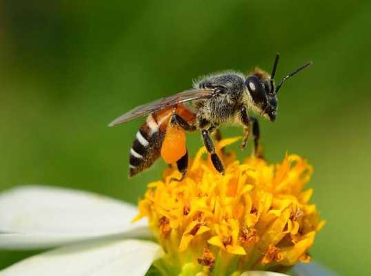 什么品种蜜蜂最好_什么品种蜜蜂最好养