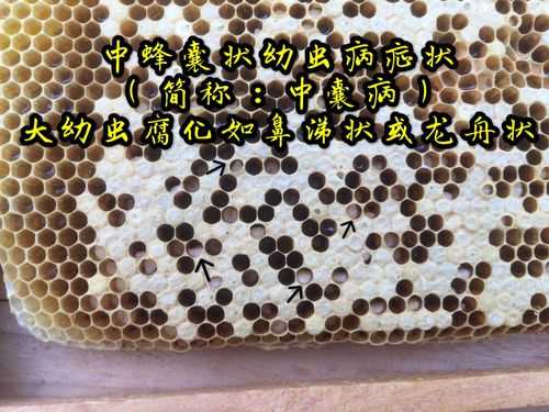 蜜蜂蛹病怎么治疗_蜜蜂蛹病用什么药可治