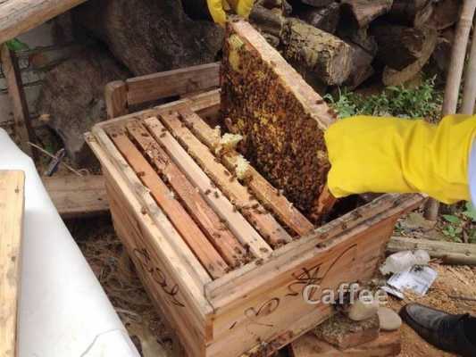 蜂箱里的蜂蜜怎么取,蜂箱怎样取蜜 