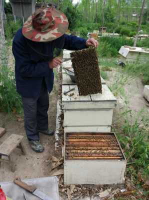 蜂箱里的蜂蜜怎么取,蜂箱怎样取蜜 