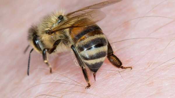 干蜜蜂的身体长什么样子 干蜜蜂的身体长什么样