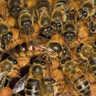 喀尔巴阡蜂王图片-喀尔巴阡蜂采蜜怎么样