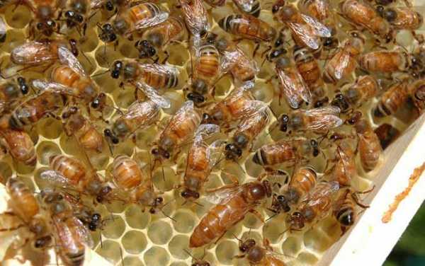 产蜜量最好的蜜蜂品种