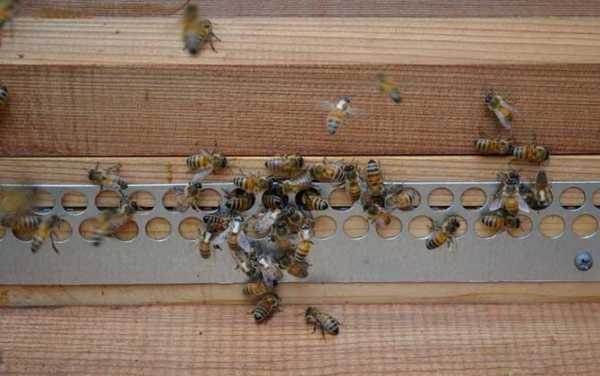 如何不让蜜蜂分群 蜜蜂怎么不让群