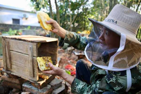 怎么养蜜蜂和收蜂蜜的人