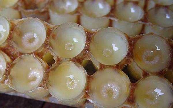 蜂王浆怎么产生出来的百度百科-蜂王浆怎么产生出来的