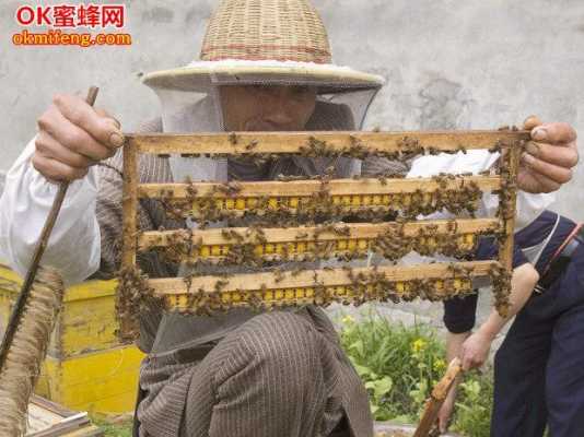 收蜂技巧 收蜂怎么找蜂王
