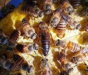 蜜蜂怎么预防蜂王逃跑,如何防止蜜蜂蜂王逃跑 