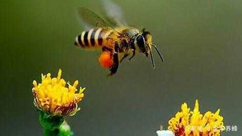 蜜蜂的绝招是什么-蜜蜂的三种基本方法是什么
