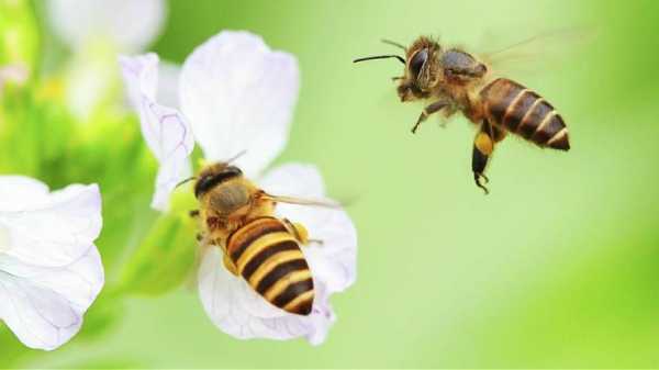  密蜂什么「密蜂什么时候采蜜」