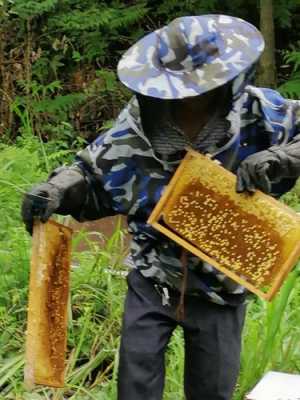 怎么采集蜂蜜