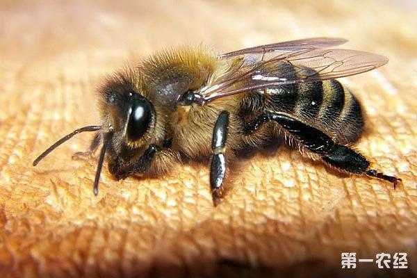 意蜂采集范围 意蜂的侦察蜂有什么特点