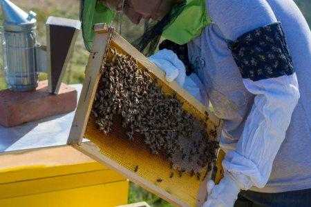 养蜂人最怕什么-养蜂怕蛰怎么办