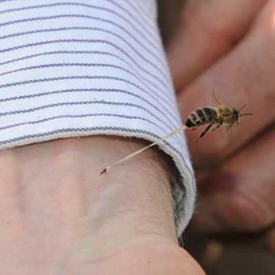 蜂针最长的蜜蜂-蜂针最长的蜂是什么