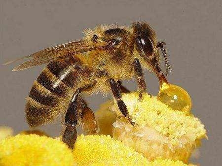  中蜂冬季过后什么时候取蜜「中蜂立冬后什么时候断子」
