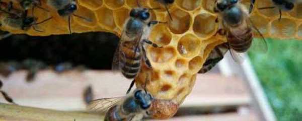怎么解决蜜蜂咬王台（蜜蜂咬王台怎么回事）