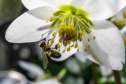 花和蜂蜜有什么帮助「蜂蜜和花儿」