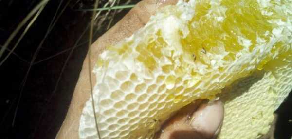 地蜂巢图片-地蜂巢有什么功效