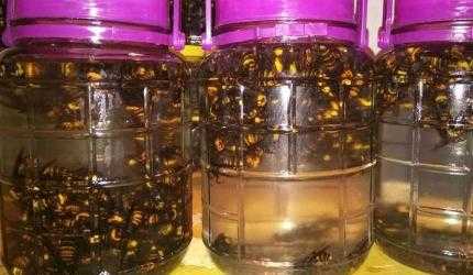 蜜蜂胶泡酒有什么功效,蜜蜂胶泡酒有什么功效和禁忌 