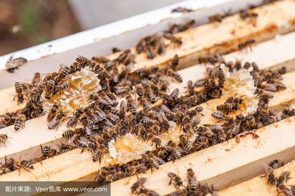 蜂巢里有蟑螂吃蜂蜜怎么办