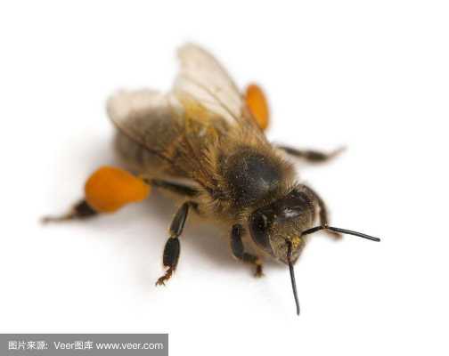 棕色的蜂是什么蜂很大_棕色的蜜蜂是什么蜂