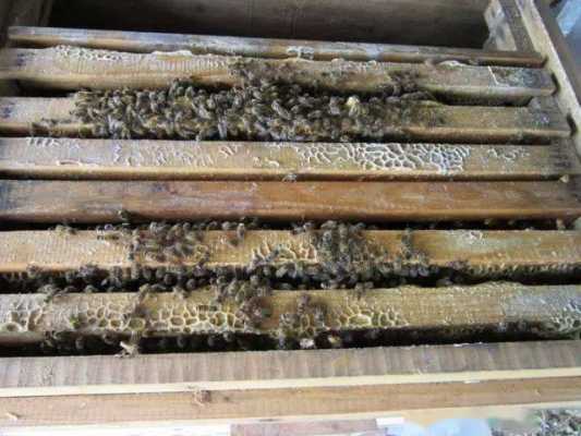 怎样培育蜂王?蜂王培育技术 怎么培养新蜂王