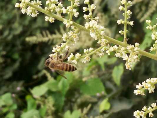 郑州地区有什么植物有蜜蜂的 郑州地区有什么植物有蜜