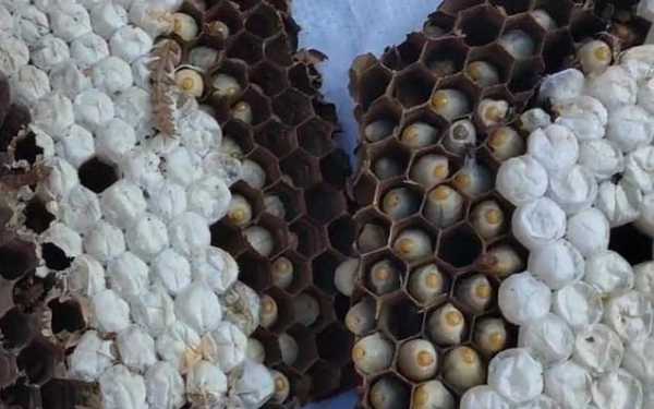蜂巢里的蜂蛹可以放多长时间