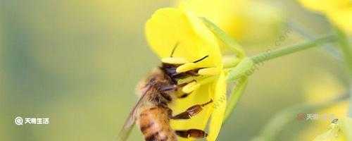  吃大花蜂有什么作用「喝花蜂起什么功效」