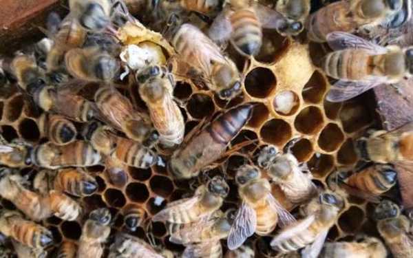  中蜂中黑蜂起什么作用「中蜂中的黑蜂有啥作用吗」