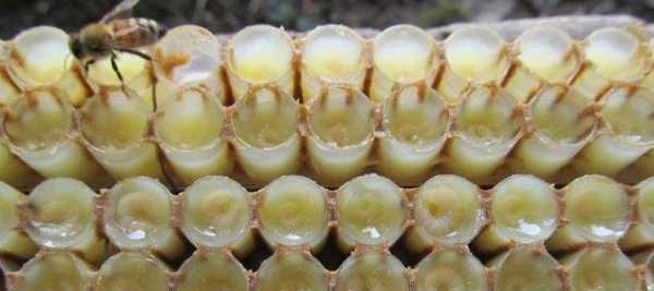蜂王胎是怎么形成的-蜂王胎是怎么做出来的