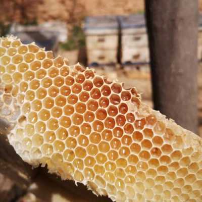 什么样的蜂巢有蜂蜜 什么样的蜂窝里有蜂蜜