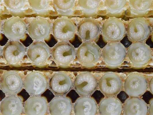 新鲜蜂王胎的作用与功效-新鲜峰王胎怎么食用