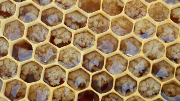 蜂巢里面覆盖着什么-蜂巢中间的东西是什么颜色的