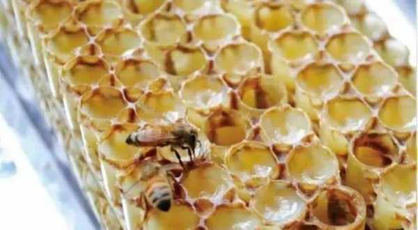 蜜蜂不饲喂蜂王怎么办