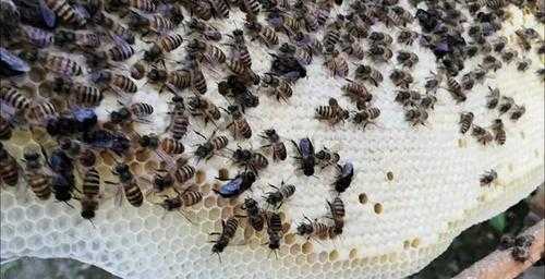 蜜蜂怎么合并一群（蜜蜂合并有什么好方法）