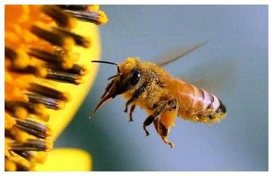 蜜蜂会发生什么事