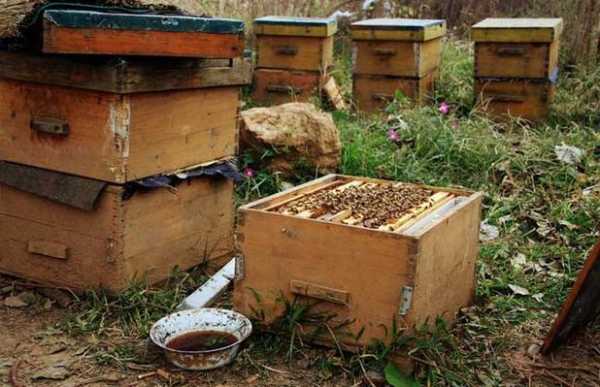 新手养中蜜蜂技术视频-中蜂怎么养木把蜜