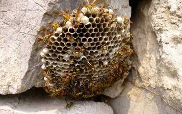 什么是老蜂巢和新蜂巢 什么是老蜂
