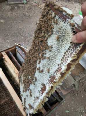 蜜蜂旧脾有什么作用和功效