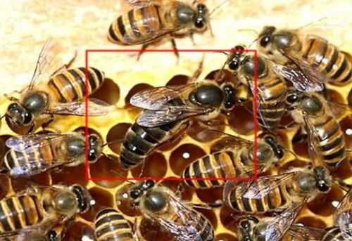  中蜂跟蜂王有什么区别「中蜂王好与差的判断」