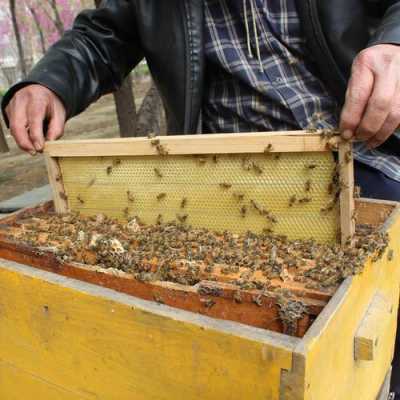 组合巢框养中蜂-和框养中蜂应注义什么